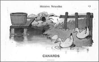 Les canards (Rabier)
